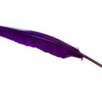 Ganzenveren pen Paars - Afbeelding 2