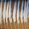 20 Witte echte  ganzenveren - Afbeelding 2
