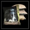 Kussen Border Collie - Afbeelding 2