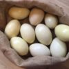 Uitgeblazen Nandoe ei - Afbeelding 2